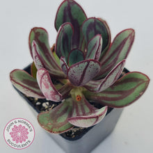Load image into Gallery viewer, Echeveria nodulosa 'Painted Lady' - John & Norma's Succulents Australia