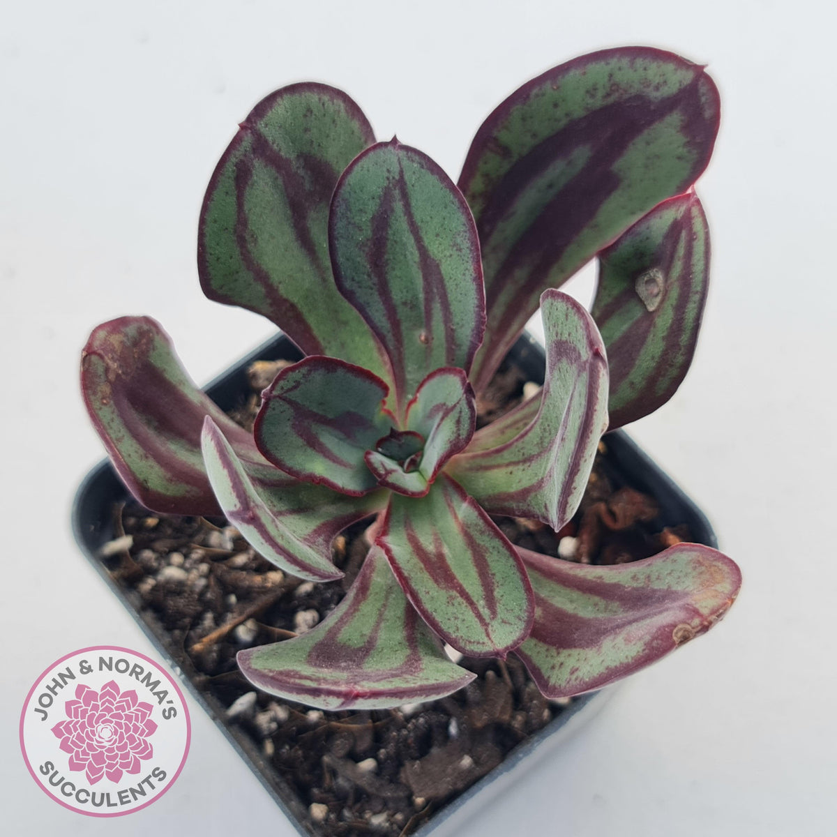Echeveria nodulosa 'Painted Lady'