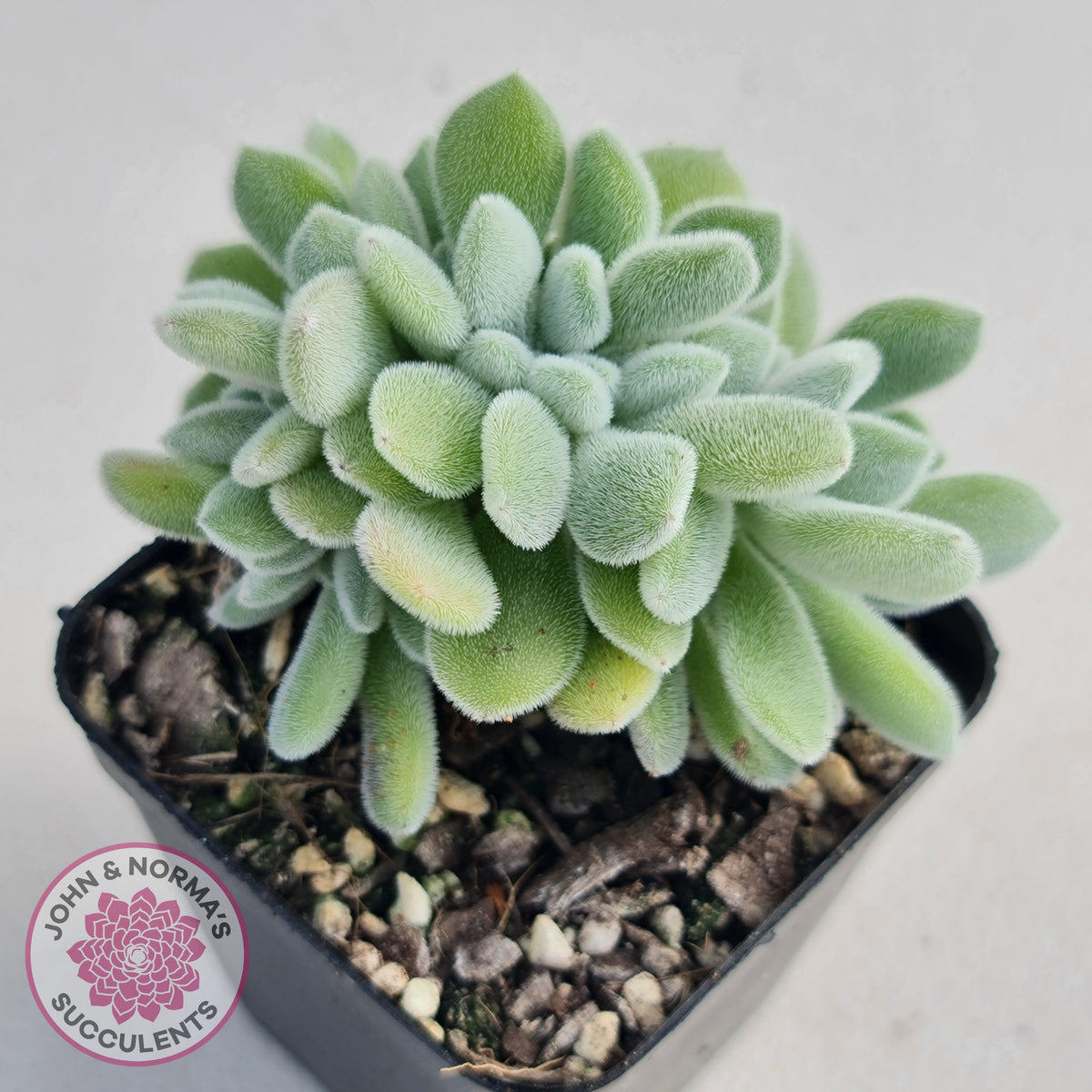 Echeveria pulvinata 'Frosty' Crest