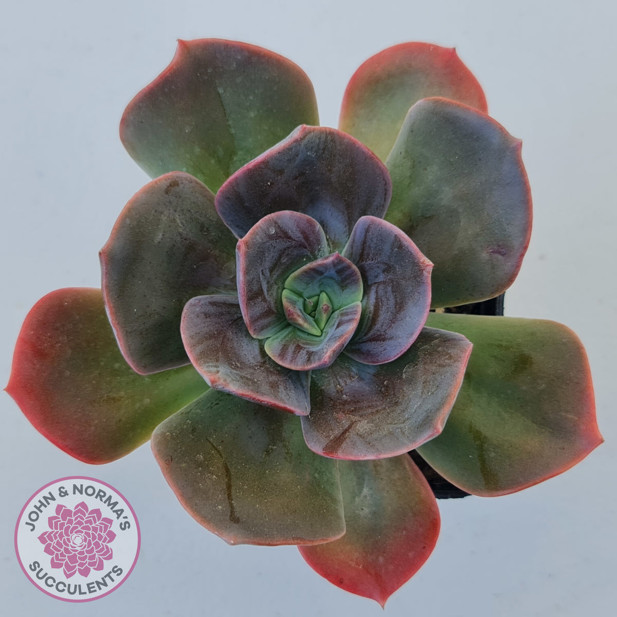 Echeveria Blue Metal (Single)