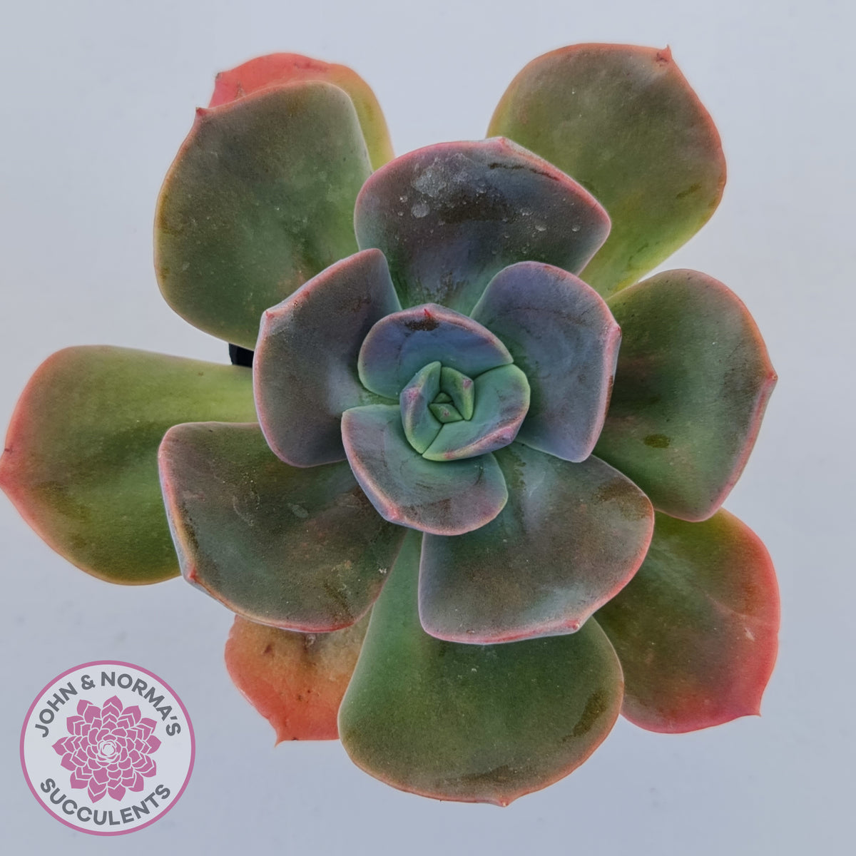 Echeveria Blue Metal (Single)