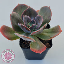 Load image into Gallery viewer, Echeveria Blue Metal (Single)