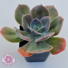 Load image into Gallery viewer, Echeveria Blue Metal (Single)
