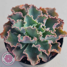 Load image into Gallery viewer, Stunning Echeveria Blue Waves displayed in 90mm pots from John & Norma's Succulents