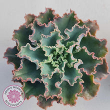 Load image into Gallery viewer, Stunning Echeveria Blue Waves displayed in 90mm pots from John & Norma's Succulents