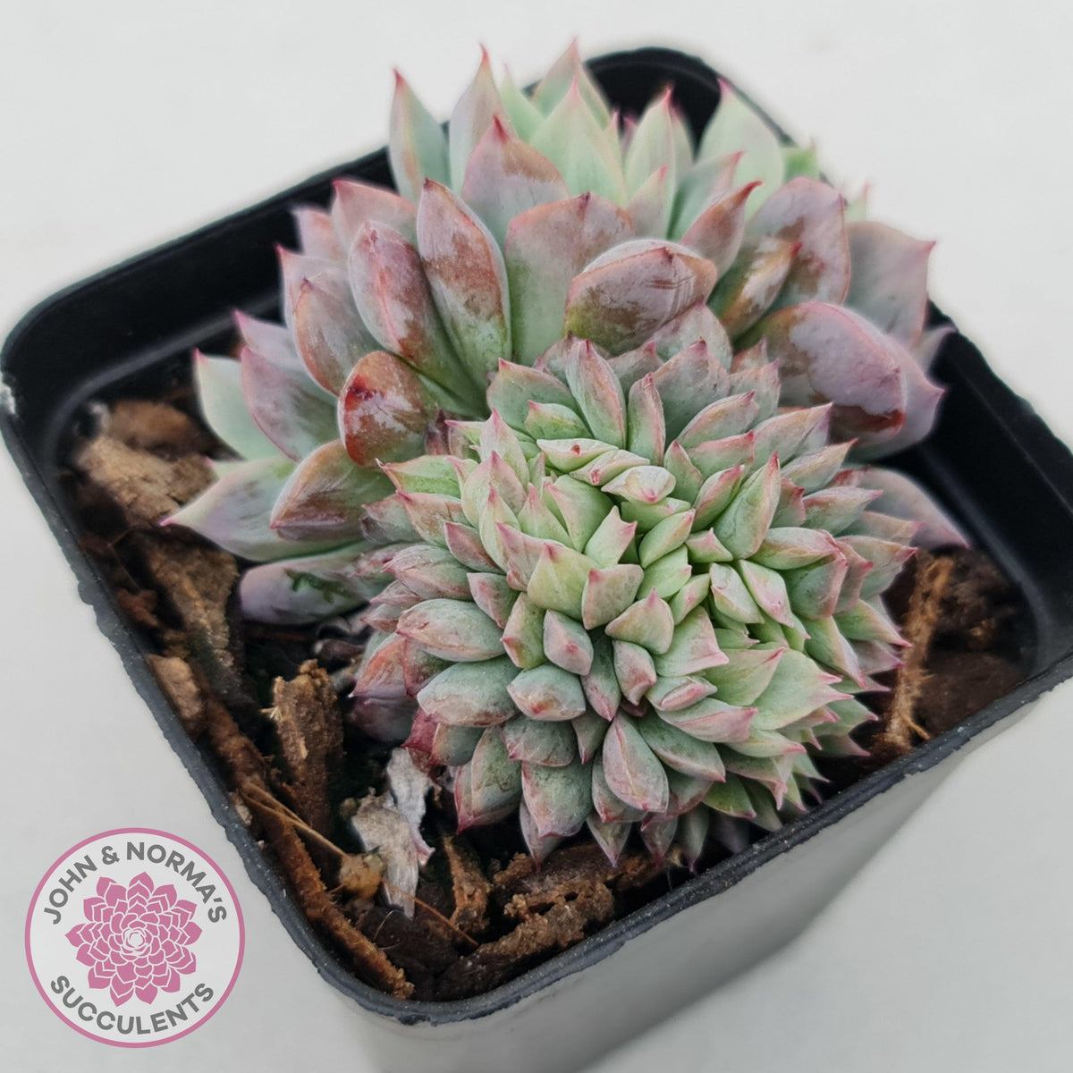Echeveria Bradburyana Crest