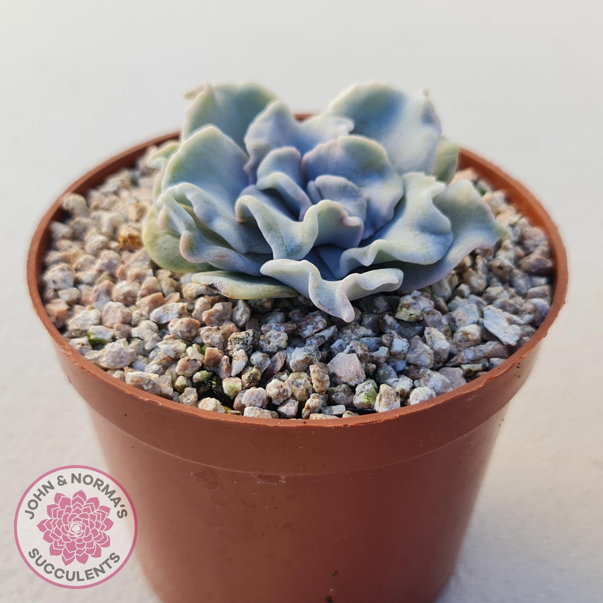 Echeveria Crispate Beauty