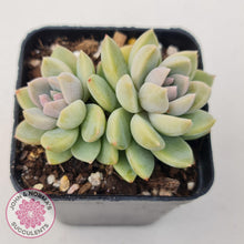 Load image into Gallery viewer, Echeveria Estrella - John & Norma's Succulents