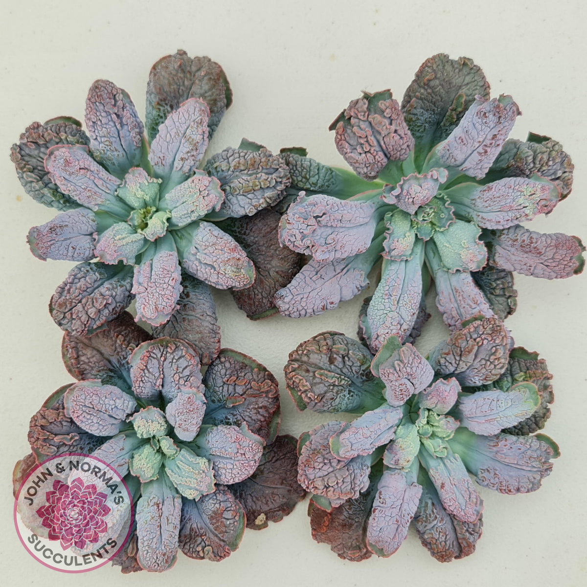 Echeveria Etna - Large Cutting