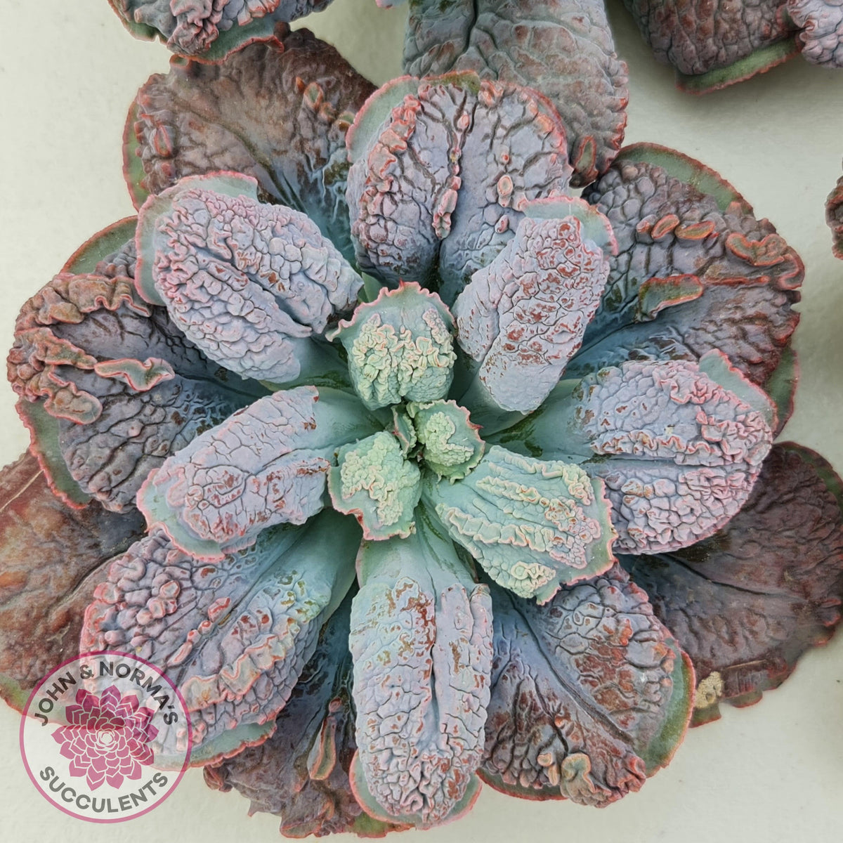 Echeveria Etna - Large Cutting