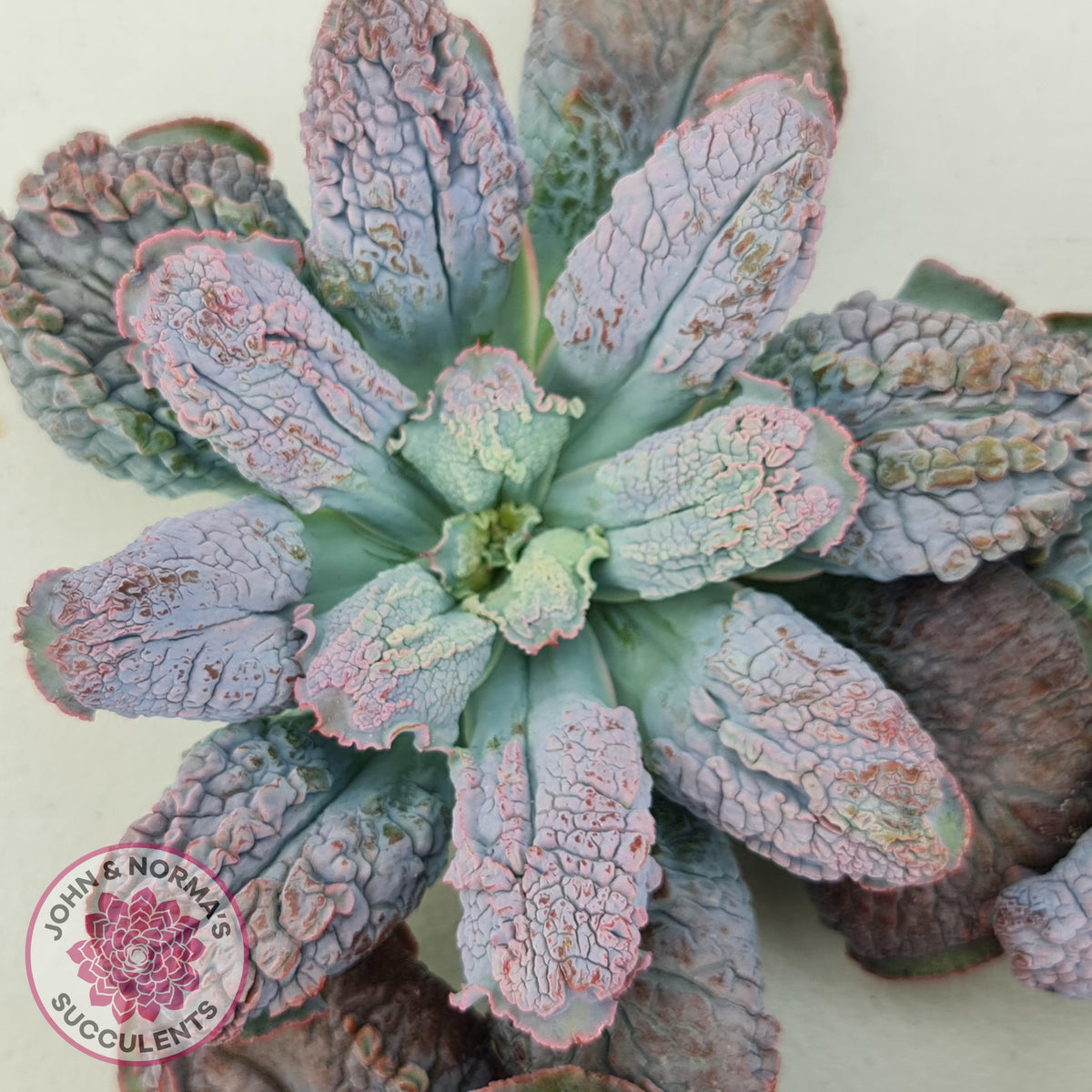 Echeveria Etna - Large Cutting