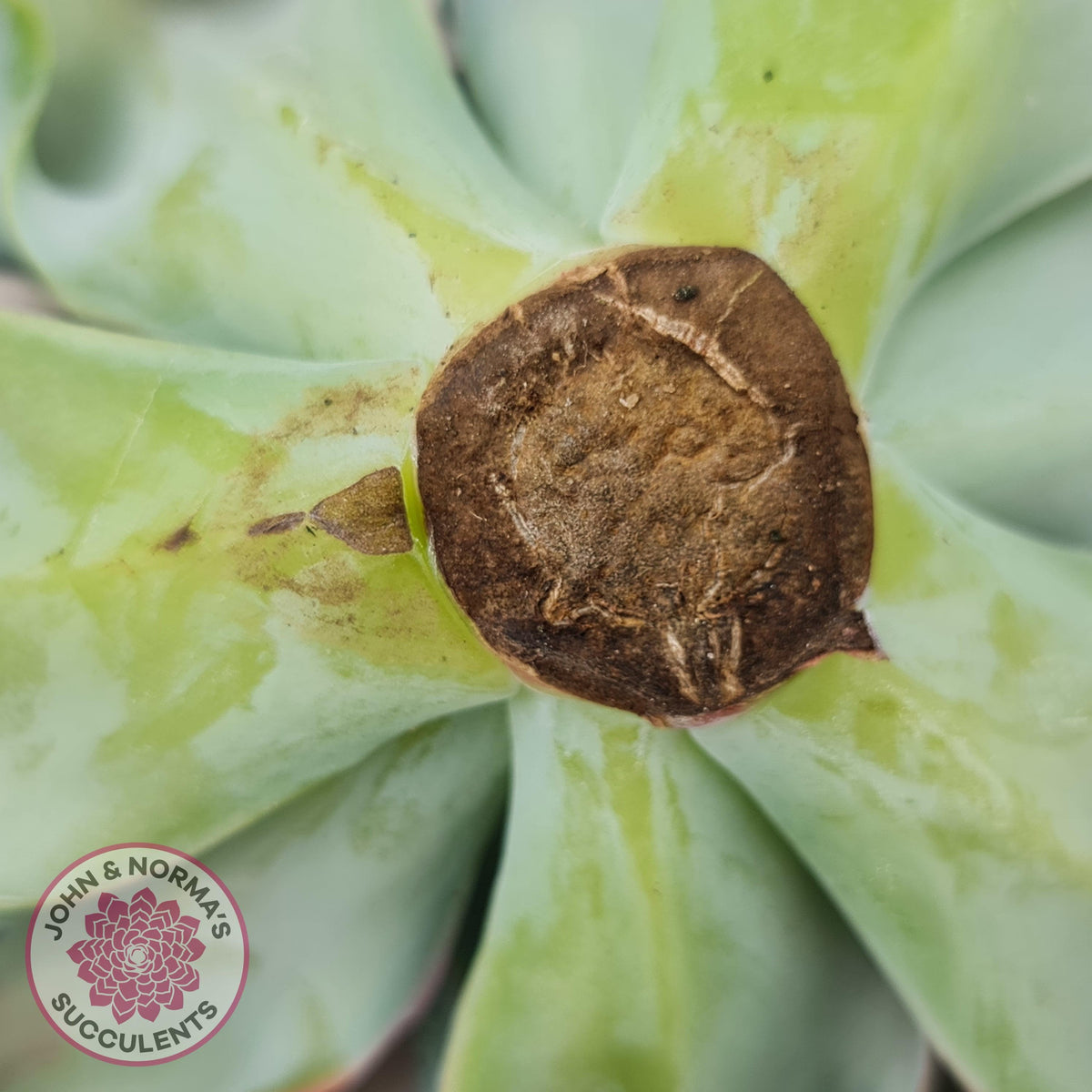 Echeveria Etna - Large Cutting