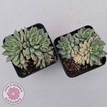 Load image into Gallery viewer, Echeveria Green Emerald variegata - John & Norma's Succulents