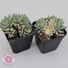 Load image into Gallery viewer, Echeveria Green Emerald variegata - John & Norma's Succulents
