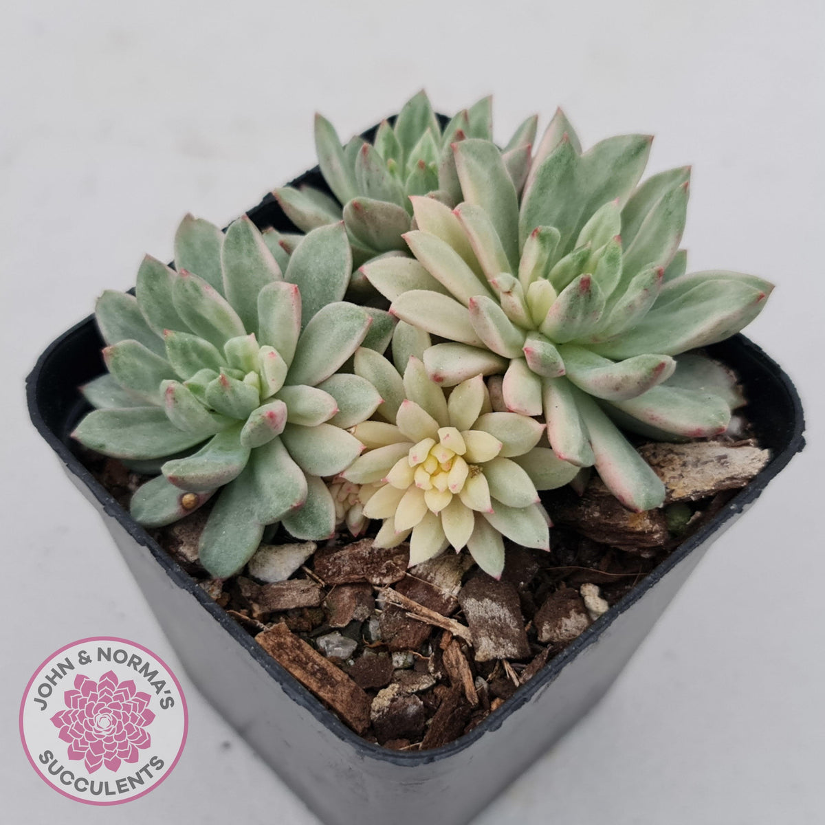 Echeveria Green Emerald variegata