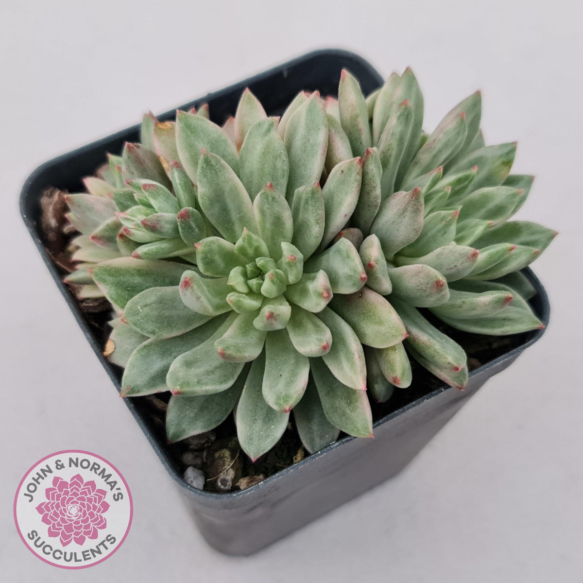 Echeveria Green Emerald variegata