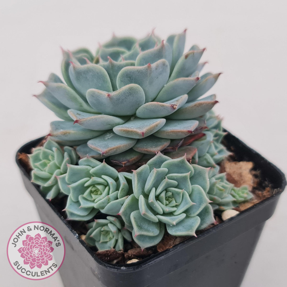 Echeveria Halbingeri