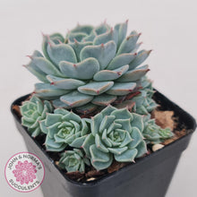 Load image into Gallery viewer, Echeveria Halbingeri - John & Norma's Succulents