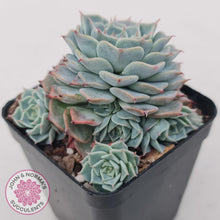 Load image into Gallery viewer, Echeveria Halbingeri - John & Norma's Succulents