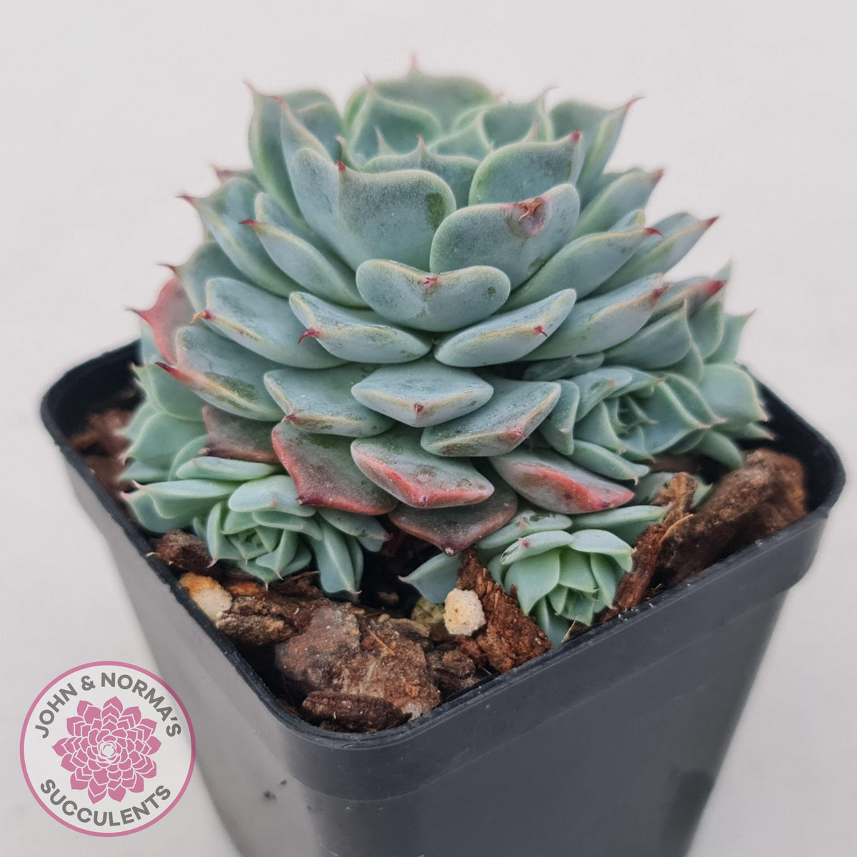 Echeveria Halbingeri