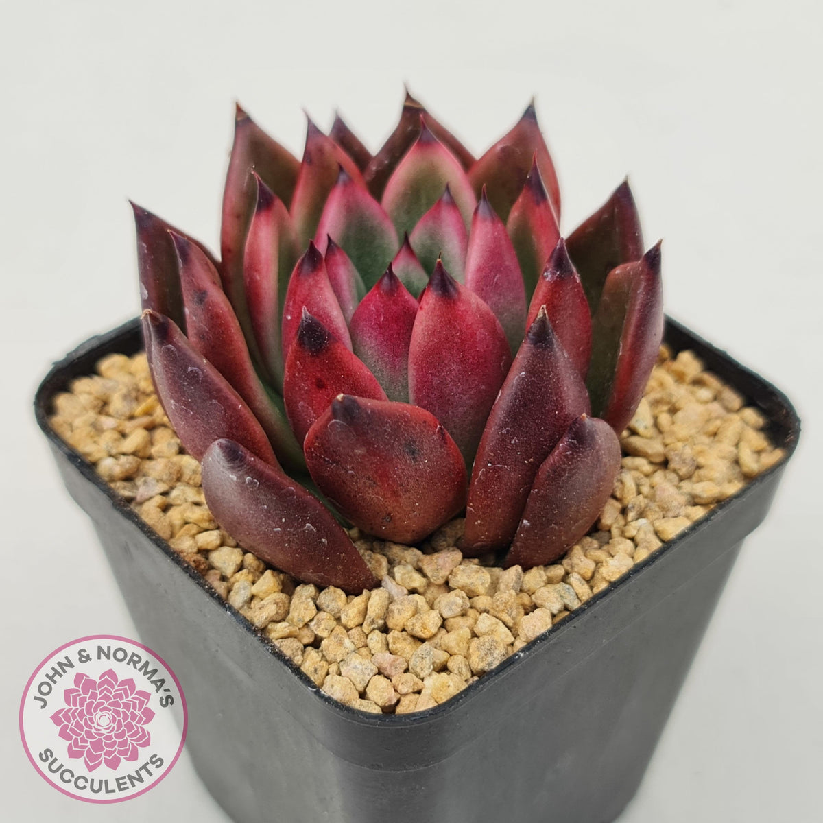 Echeveria Honey Pink
