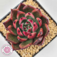 Load image into Gallery viewer, Echeveria Honey Pink - John & Norma's Succulents
