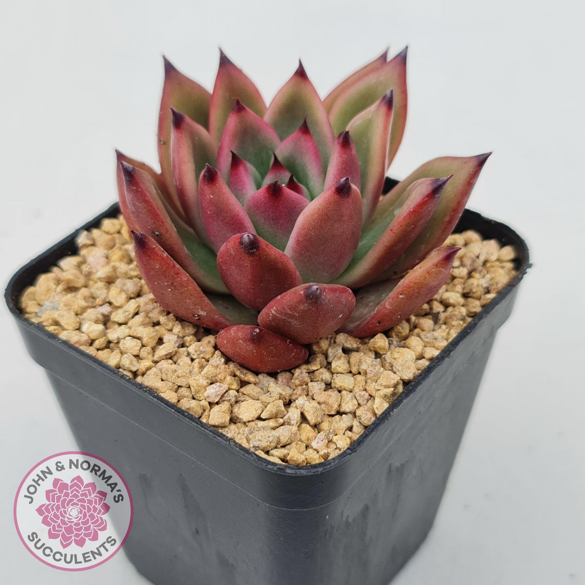 Echeveria Honey Pink