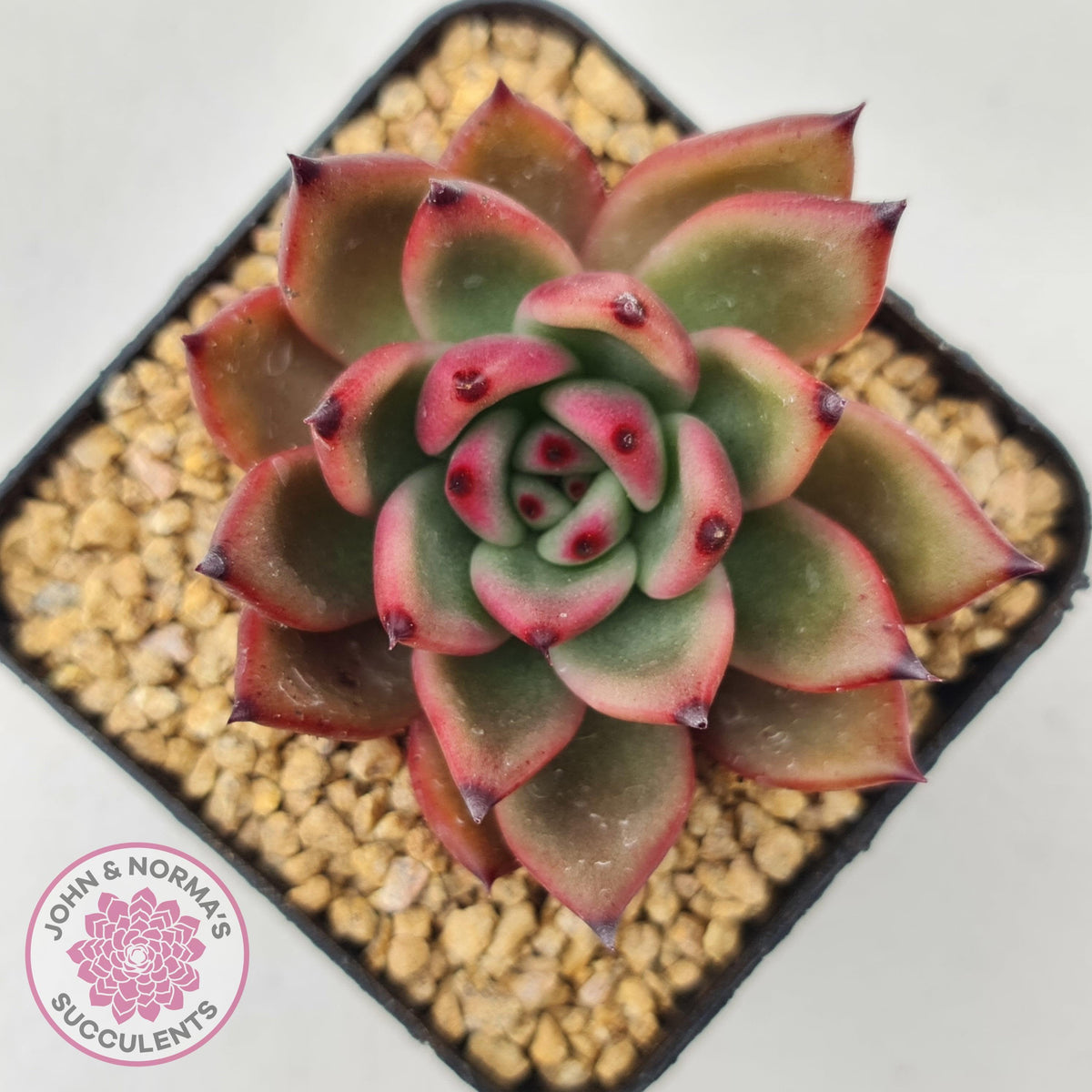 Echeveria Honey Pink