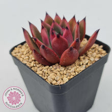 Load image into Gallery viewer, Echeveria Honey Pink - John & Norma's Succulents