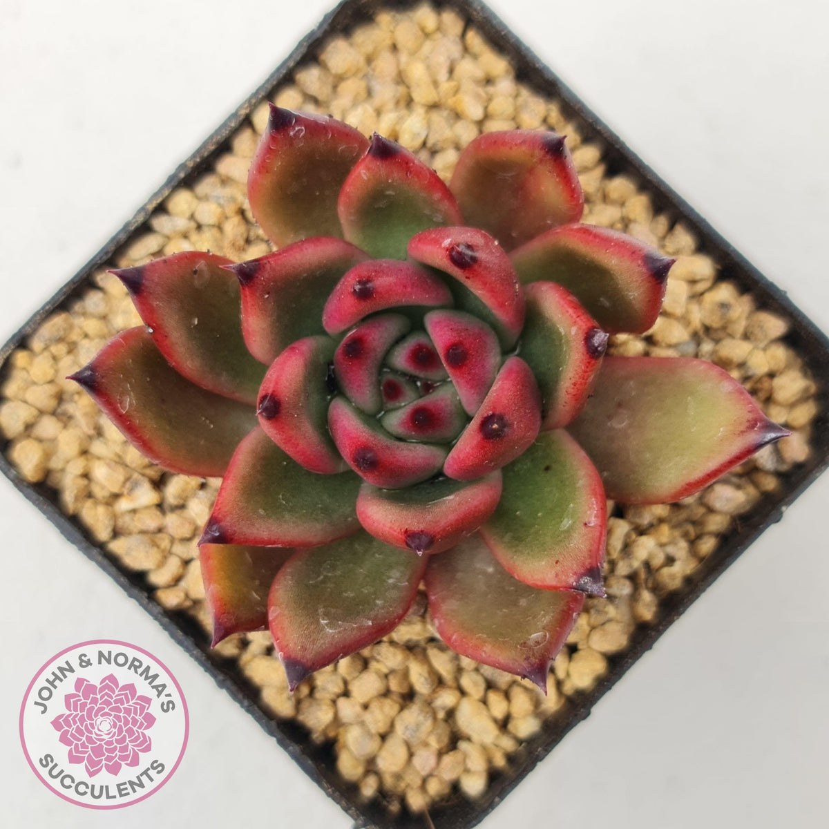 Echeveria Honey Pink