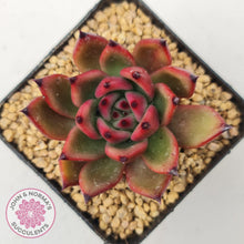 Load image into Gallery viewer, Echeveria Honey Pink - John & Norma's Succulents