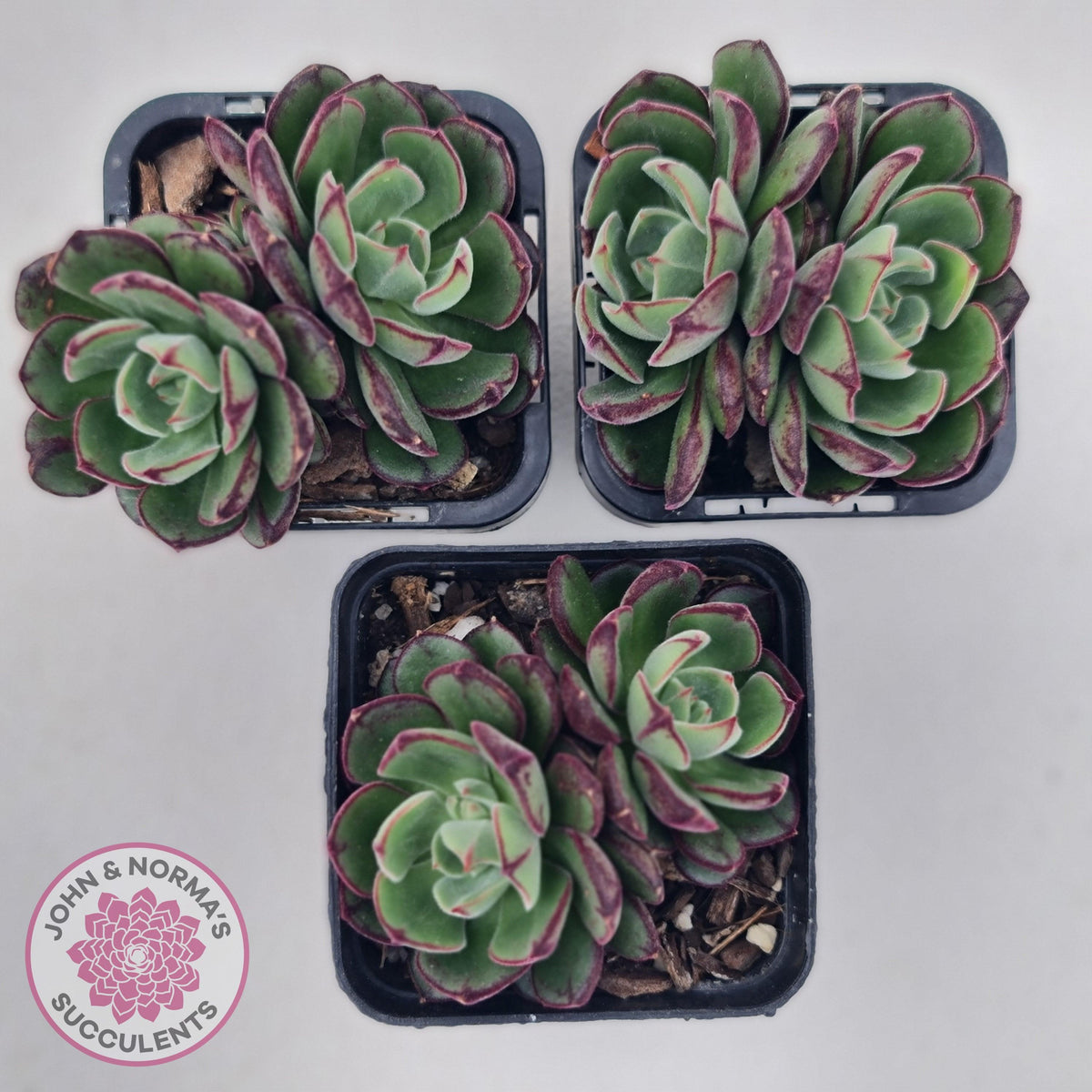 Echeveria 'Joan Daniel'