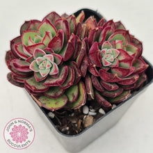 Load image into Gallery viewer, Echeveria Joan Daniels - John & Norma's Succulents