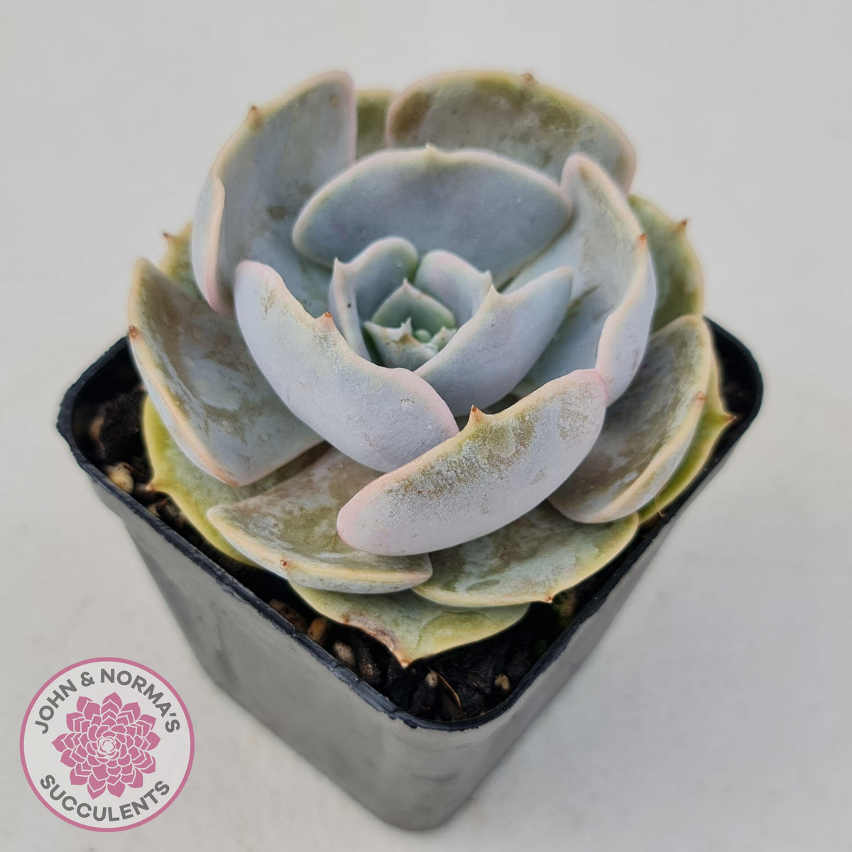 Echeveria Lilacina