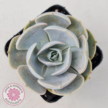 Load image into Gallery viewer, Echeveria Lilacina - John & Norma's Succulents