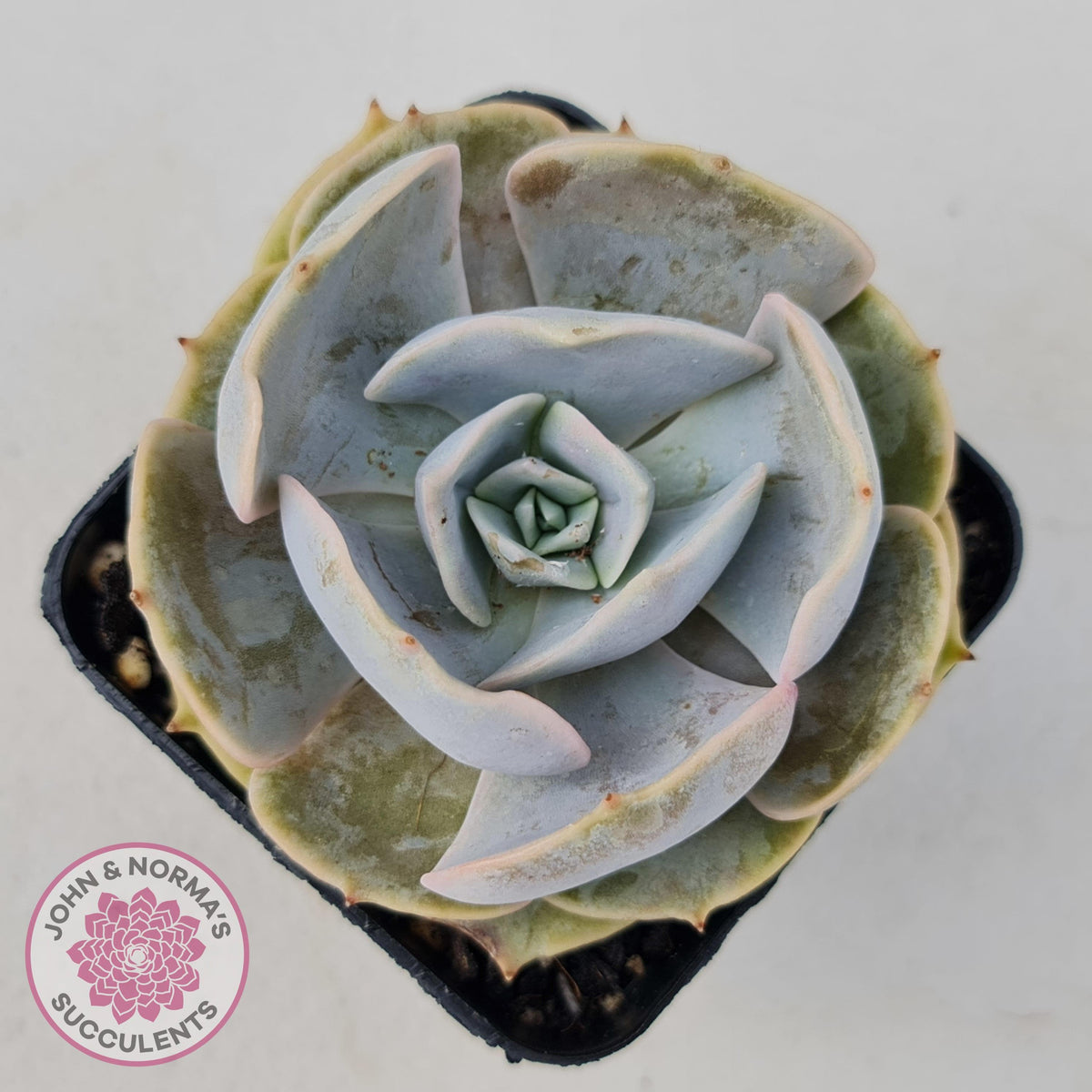 Echeveria Lilacina