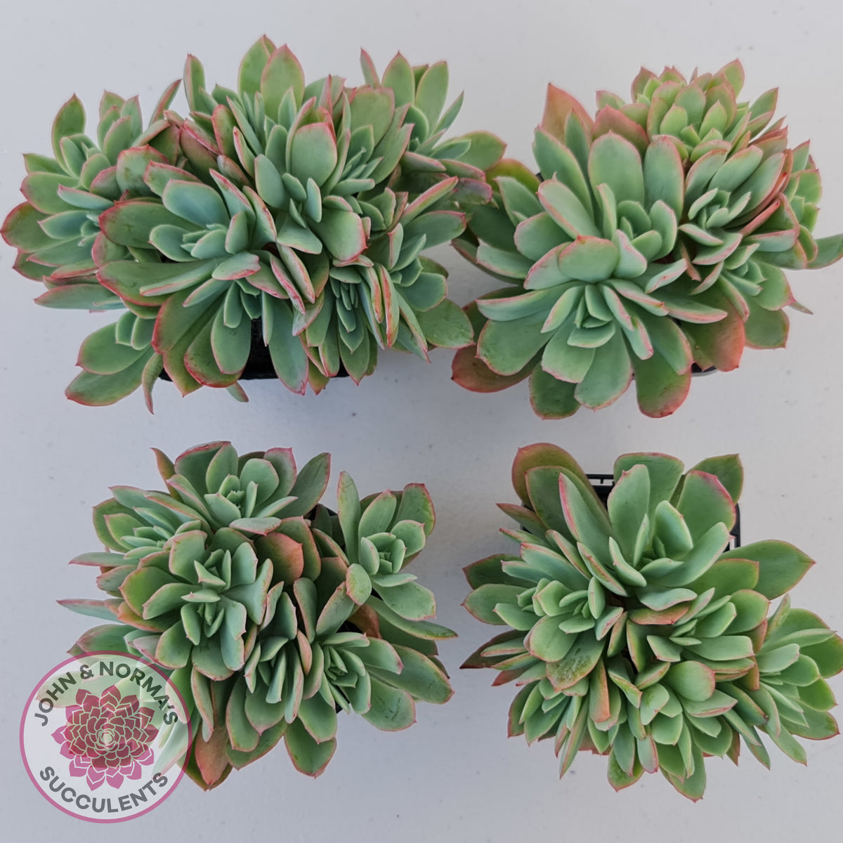 Echeveria Low Crest
