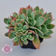 Load image into Gallery viewer, Echeveria Low Crest