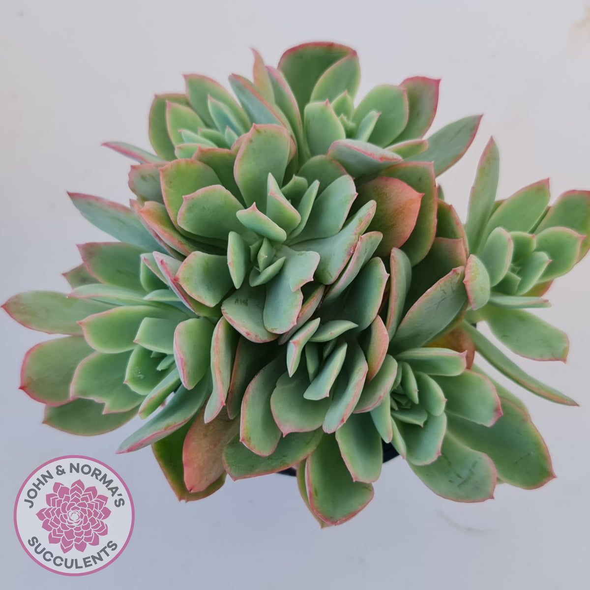 Echeveria Low Crest