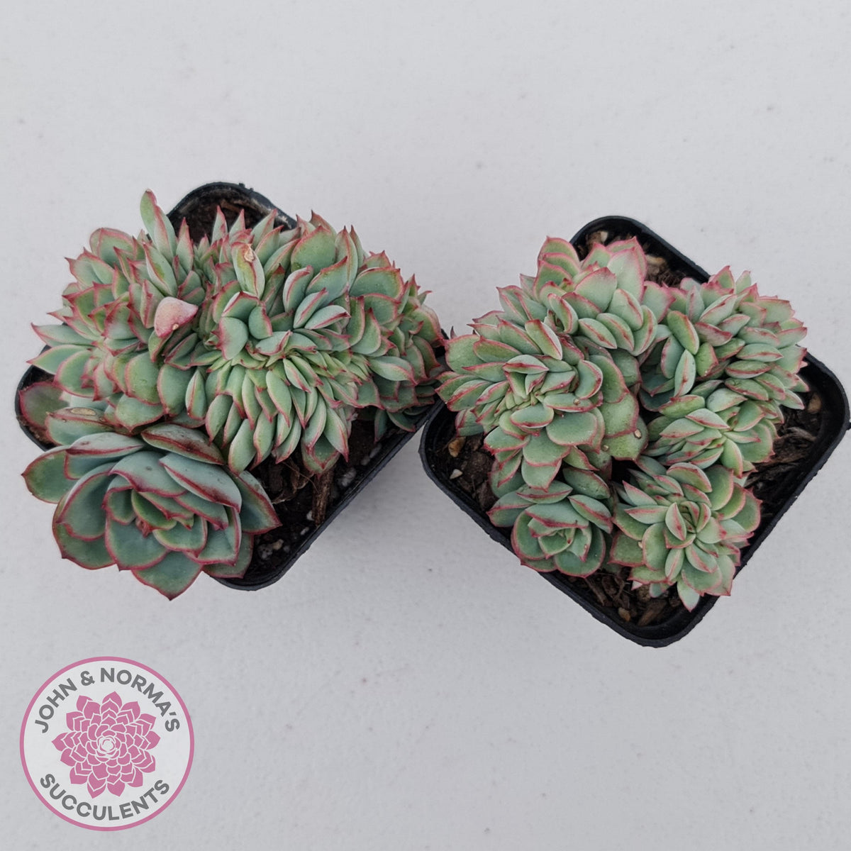 Echeveria Moon Gadnis Crest