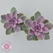 Load image into Gallery viewer, Echeveria Perle Von Nurnberg Variegata