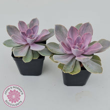 Load image into Gallery viewer, Echeveria Perle Von Nurnberg Variegata