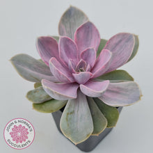 Load image into Gallery viewer, Echeveria Perle Von Nurnberg Variegata