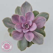 Load image into Gallery viewer, Echeveria Perle Von Nurnberg Variegata