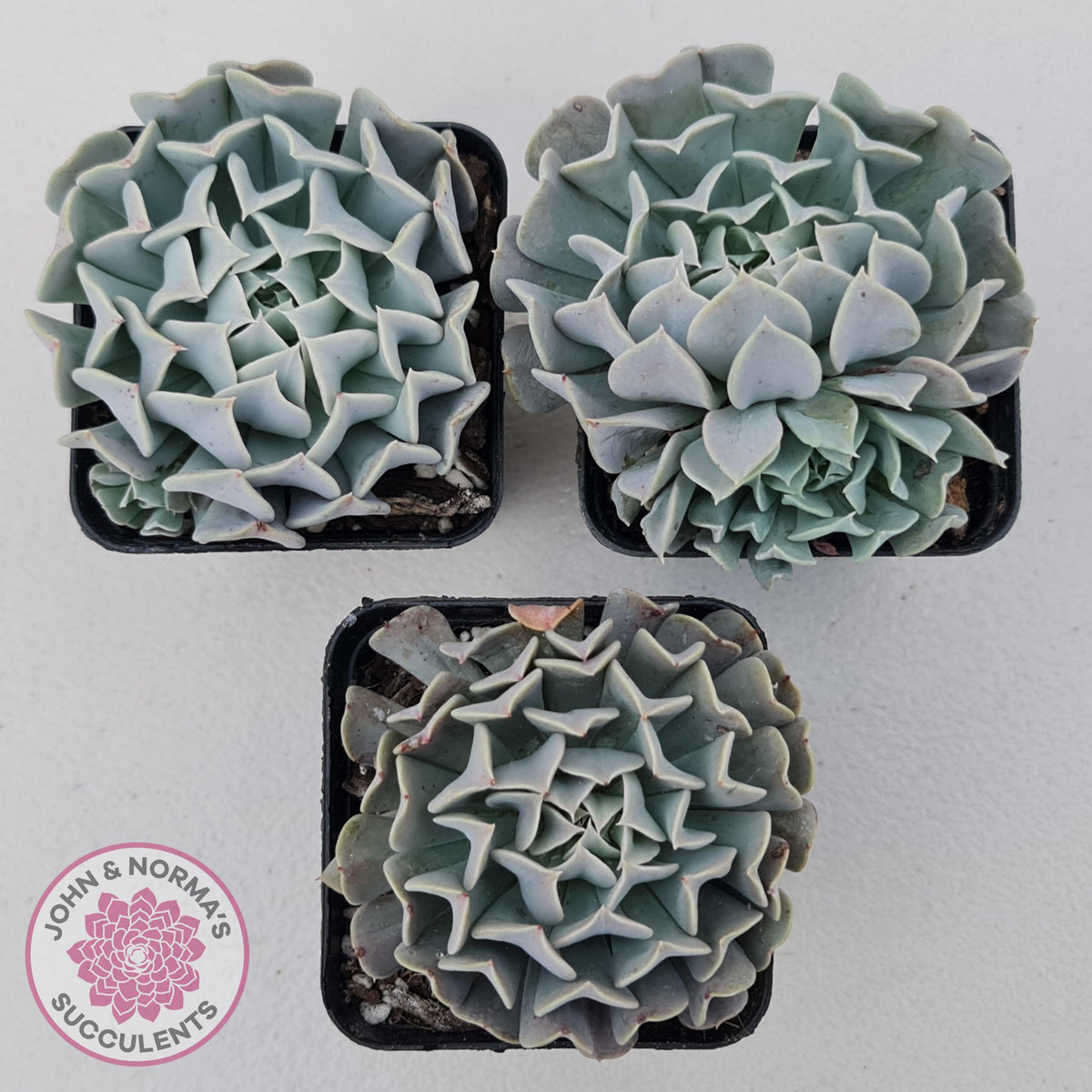 Echeveria Pinwheel Revolution