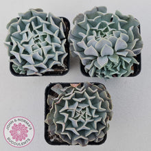 Load image into Gallery viewer, Echeveria Pinwheel Revolution - John & Norma's Succulents