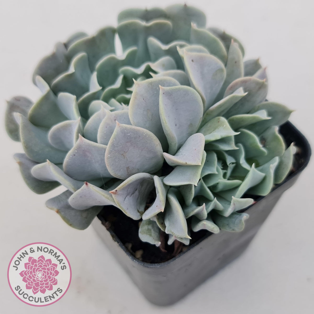 Echeveria Pinwheel Revolution