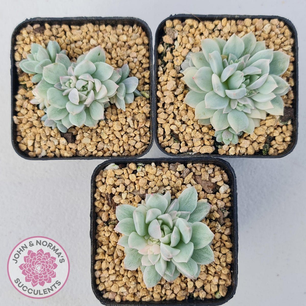 Echeveria prolifica variegata