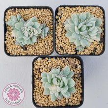 Load image into Gallery viewer, Echeveria Prolifica Variegata - John & Norma's Succulents