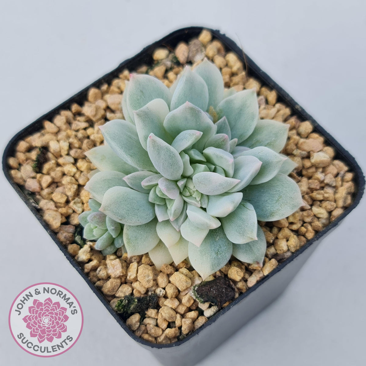 Echeveria prolifica variegata
